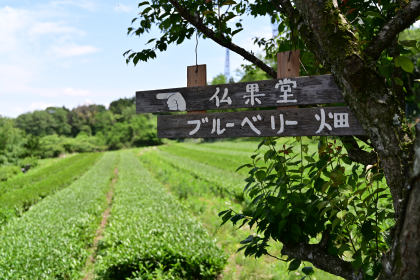 店舗横にある畑