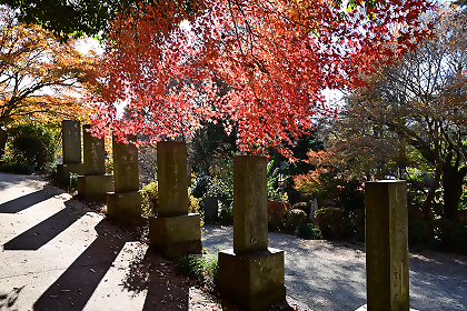 正覚寺の参道にあるもみじ