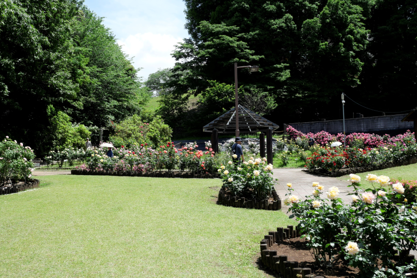 色とりどりのバラが咲く花木園