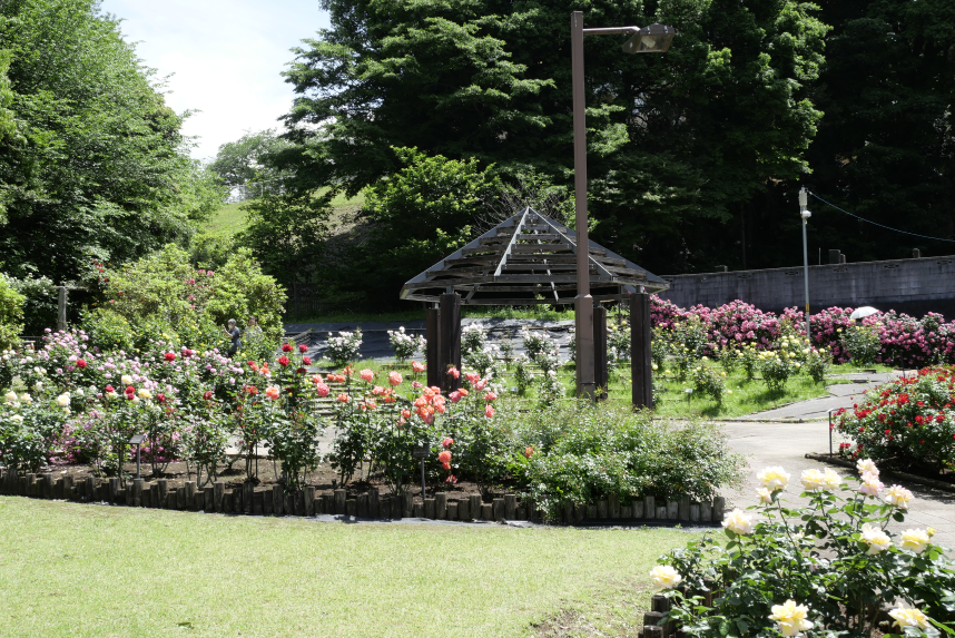 城山公園の春バラ