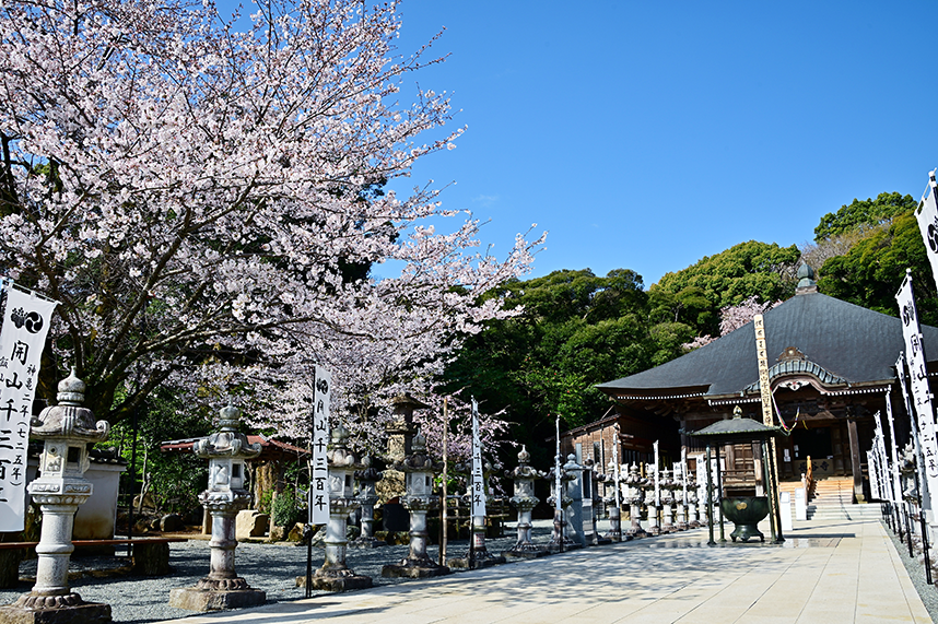 長谷寺の桜