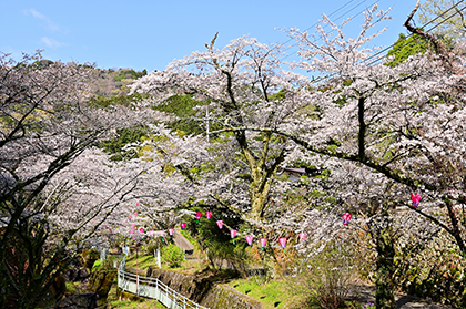 長谷寺へ向かう参道の桜