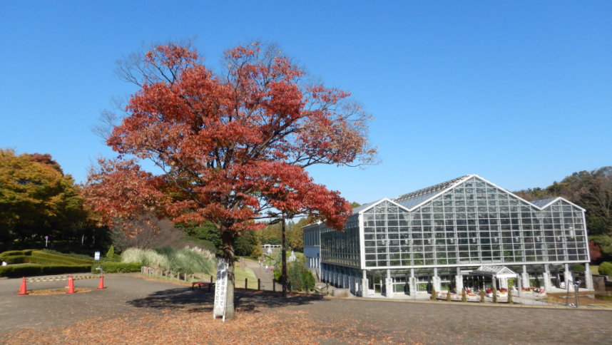 相模原公園の秋