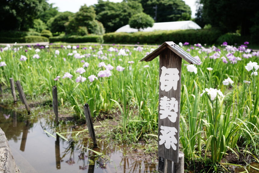 水無月園の風景_1