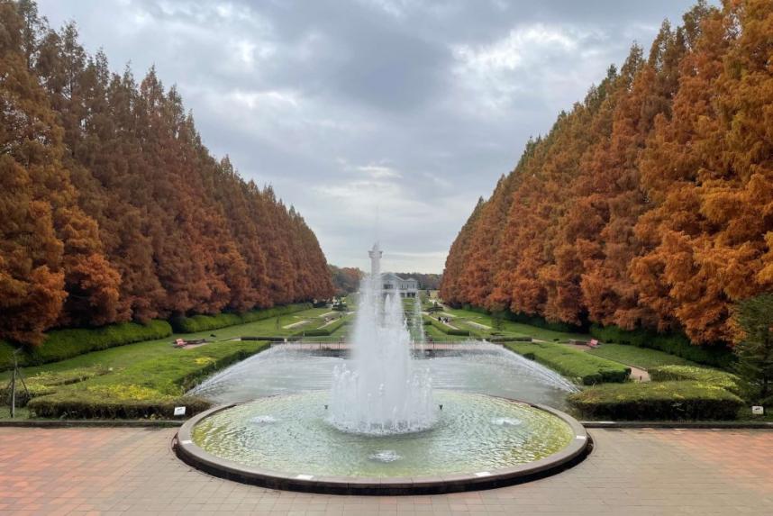 相模原公園のメタセコイヤ