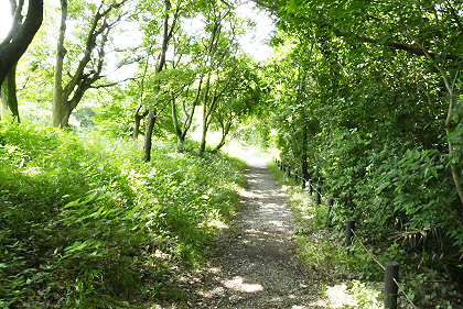 県立三川公園の自然観察園2