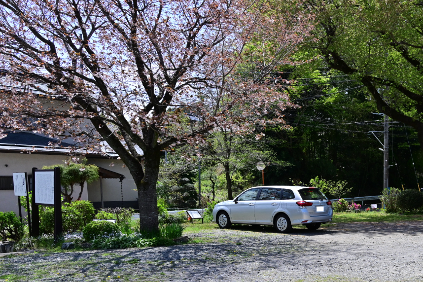 里帰りの桜