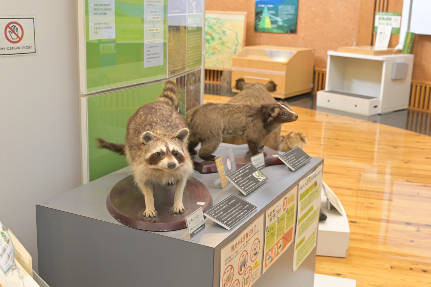 野生動物の展示