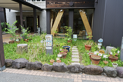 草花の展示