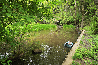 自然観察園の中にある池