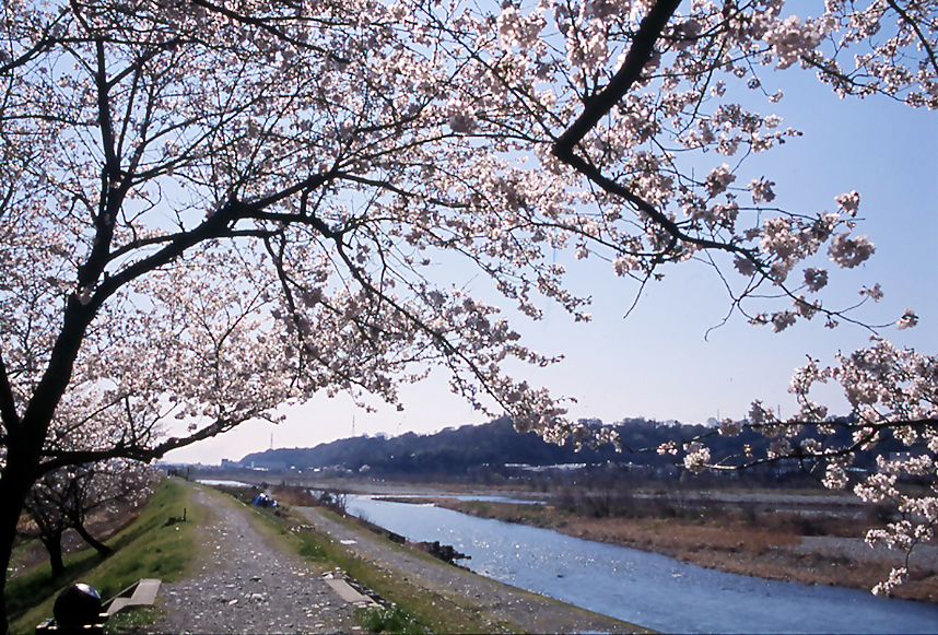 望地弁天キャンプ場の桜