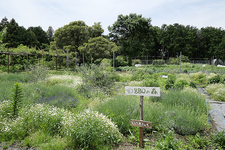 モナの丘にあるBBQの森