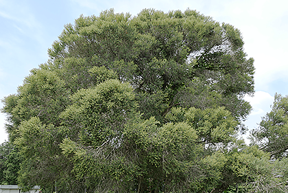 モナの丘のティーツリー