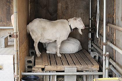 モナの丘にいるやぎ