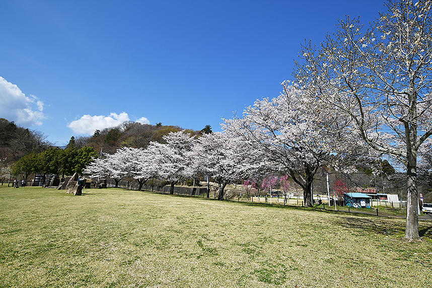 鳥居原湖畔庭園の桜並木