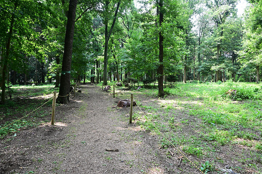 長峰の森の様子3