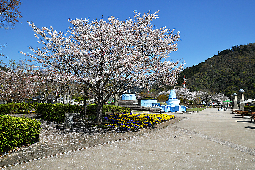 相模湖公園の桜2