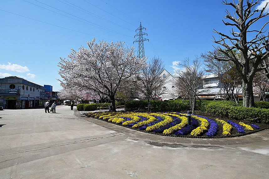 相模湖公園の桜3