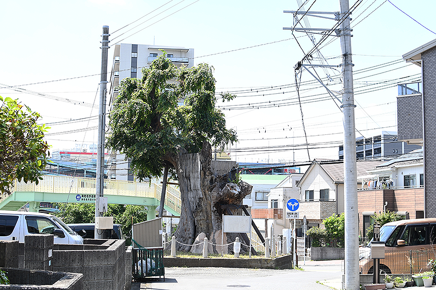 国分寺参道より見た大欅