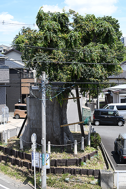 海老名の大欅の様子2