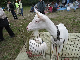 動物園1