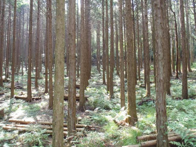 森林整備後、間伐され地面に光が届くようになった森林の様子