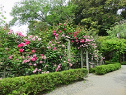 大磯城山公園バラ園1