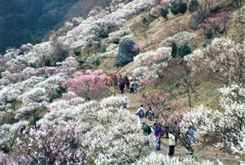 早春の幕山公園の様子