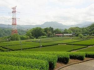 北相地区事務所のチャほ場全景