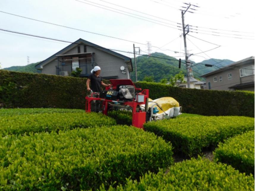 乗用型摘菜機