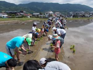 田植え体験