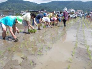 田植え体験