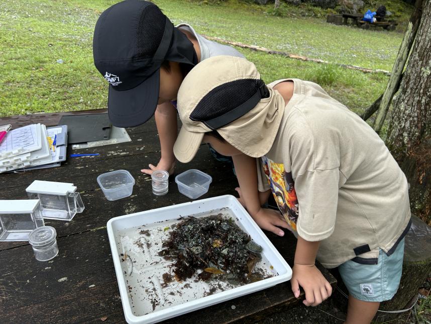 水生生物観察