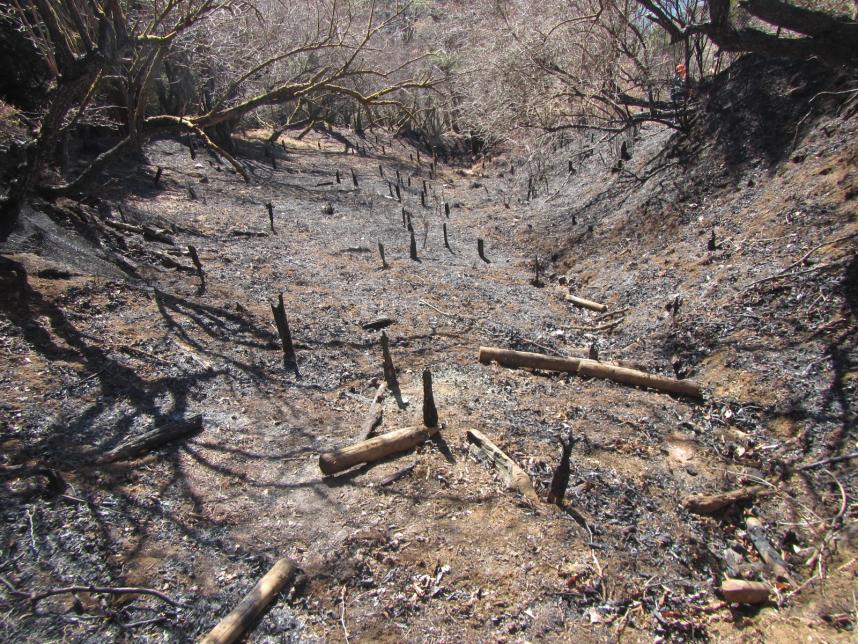 山火事直後