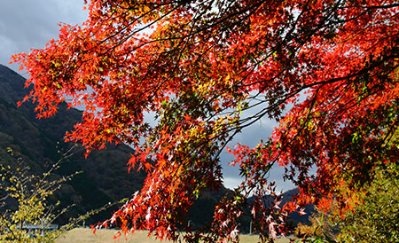 ダム広場周辺の紅葉