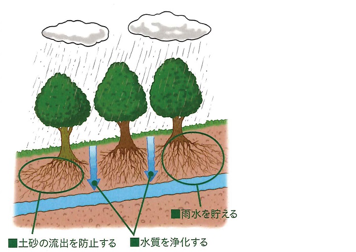 水源かん養林の働きをイメージした絵です。