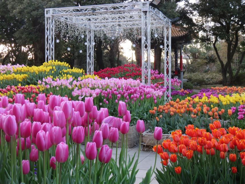 湘南の宝石_チューリップ昼