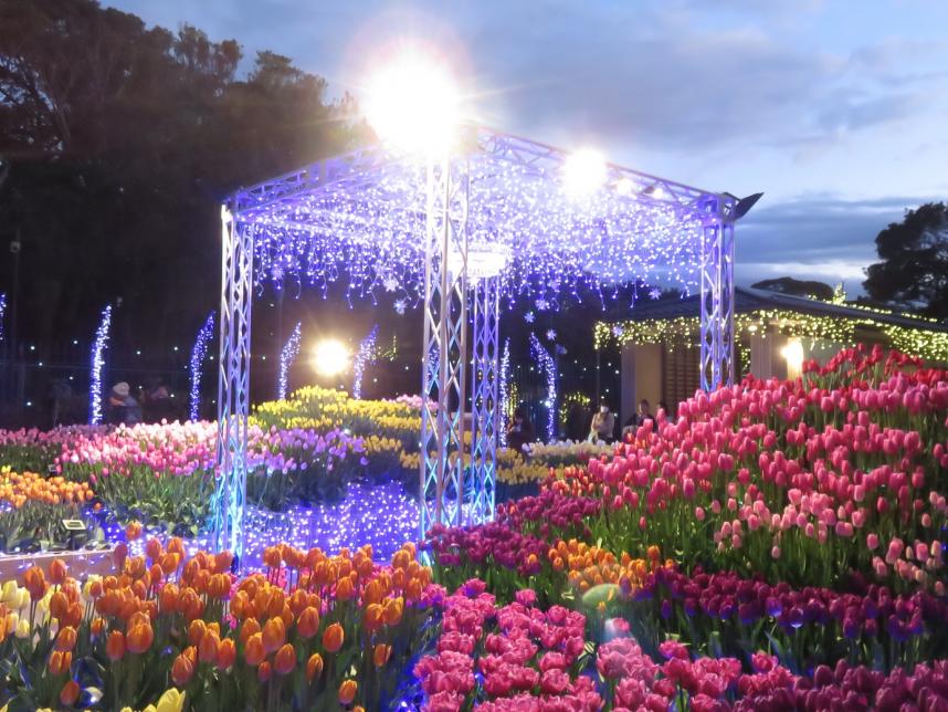 湘南の宝石_チューリップ夜