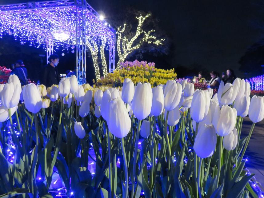 湘南の宝石_チューリップアップ