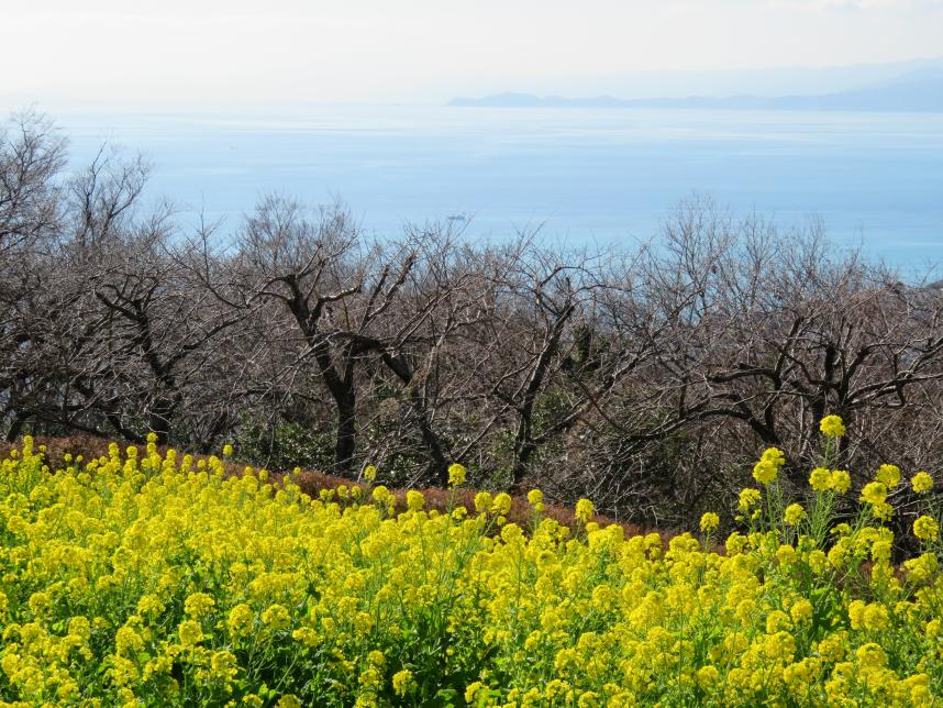 相模湾の景色　東側