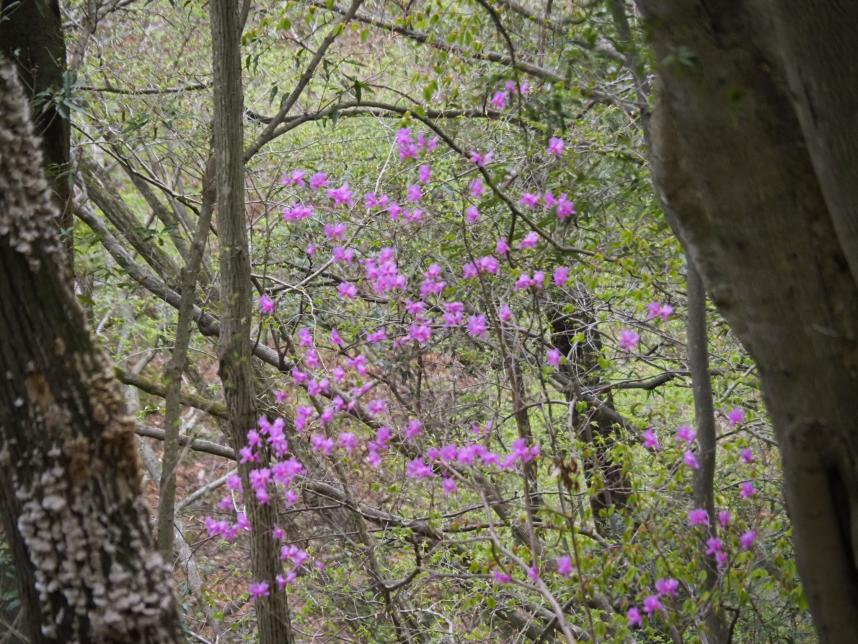 20260409ツツジ新道ツツジ