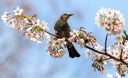 玉縄桜の枝にとまったヒヨドリ