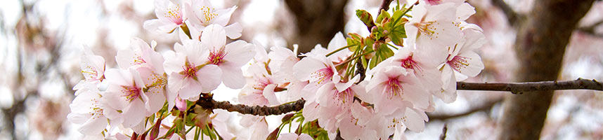 満開近くになった玉縄桜