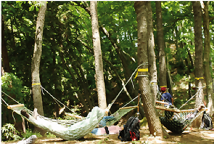 Forest Therapy Experience