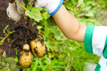 ジャガイモの収穫