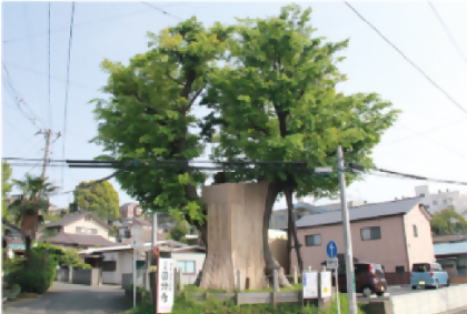 Giant Keyaki (zelkova)