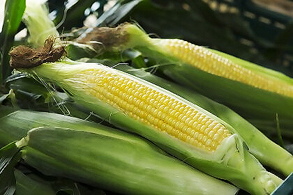 Saisoku Ayase Corn