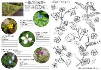 アイコン_ぬりえ「道ばたの草花」