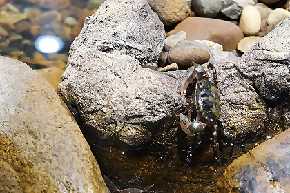 展示水槽のカニ