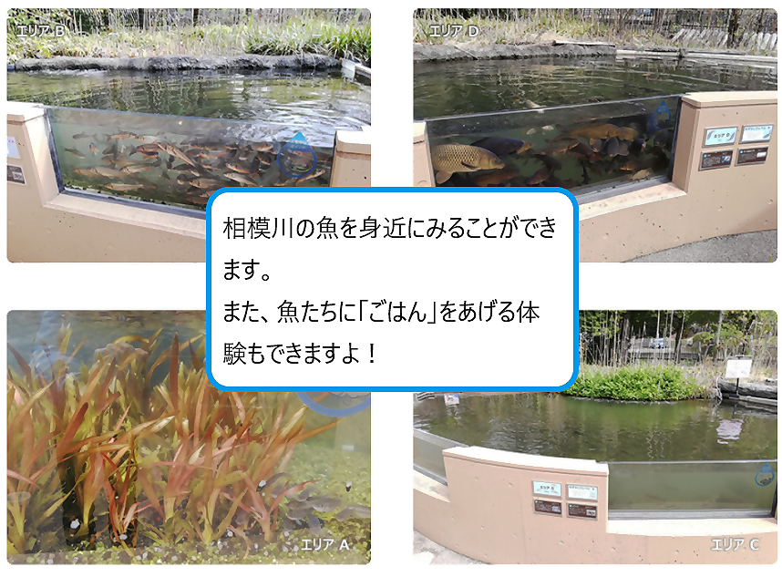 相模川に住む魚に触れる